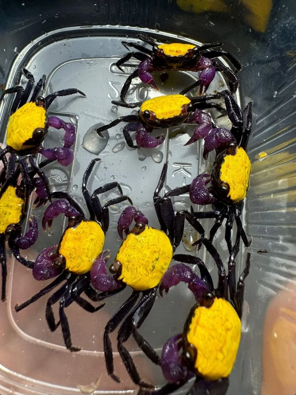 GEOSESARMA SP. BANANA (LEMON VAMPIRE CRAB) — Indoor Ecosystem